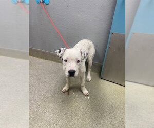 Dalmatian-Unknown Mix Dogs for adoption in Las Vegas, NV, USA