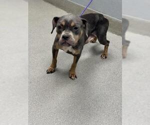 American Pit Bull Terrier-Unknown Mix Dogs for adoption in Las Vegas, NV, USA