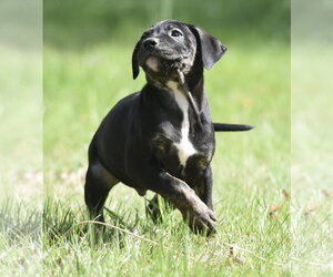 Medium Photo #3 Mutt Puppy For Sale in Mechanicsburg, PA, USA