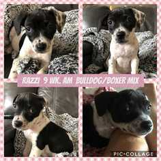 Bulloxer Dogs for adoption in Mesa, AZ, USA