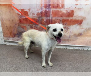Chihuahua-Unknown Mix Dogs for adoption in San Bernardino, CA, USA
