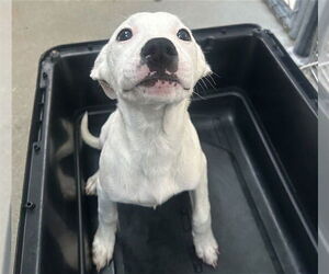 American Staffordshire Terrier-Unknown Mix Dogs for adoption in Raleigh, NC, USA