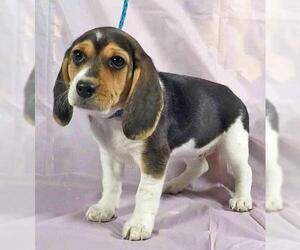 Beagle Dogs for adoption in Griffin, GA, USA