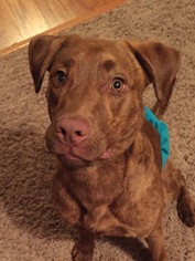 Medium Photo #1 American Pit Bull Terrier-Labrador Retriever Mix Puppy For Sale in Cedar Rapids, IA, USA