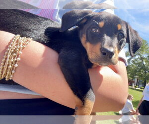 Lab-Rat Terrier Dogs for adoption in Mobile, AL, USA