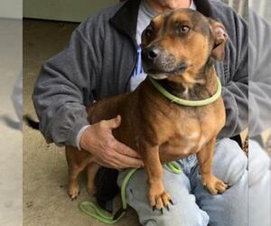 Dachshund Dogs for adoption in Denison, TX, USA