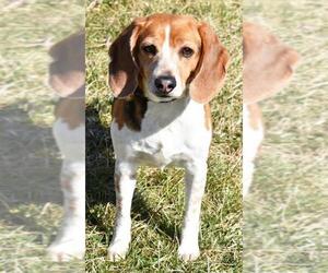 Beagle-Unknown Mix Dogs for adoption in Nashville, IN, USA