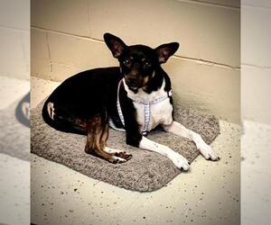 Rat Terrier-Unknown Mix Dogs for adoption in Leesburg, FL, USA
