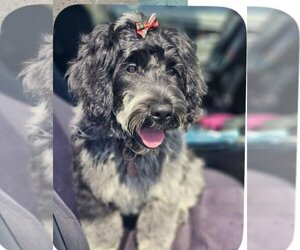 Portuguese Water Dog Dogs for adoption in Valparaiso, IN, USA