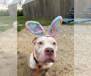 American Bulldog-Unknown Mix Dogs for adoption in Louisville, KY, USA