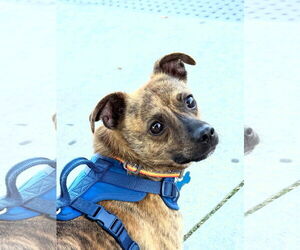 Dachshund Dogs for adoption in Menifee, CA, USA