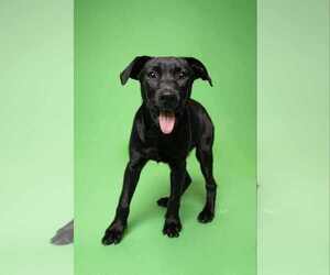 Labrador Retriever-Unknown Mix Dogs for adoption in Aurora, CO, USA