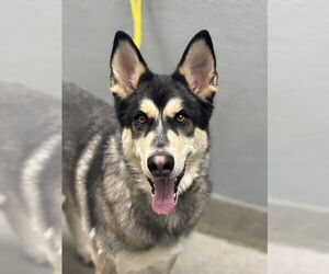 Huskies -Unknown Mix Dogs for adoption in Las Vegas, NV, USA