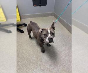 American Staffordshire Terrier-Unknown Mix Dogs for adoption in Las Vegas, NV, USA