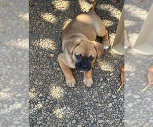 French Bulldog-Unknown Mix Dogs for adoption in Plantation, FL, USA