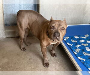 American Pit Bull Terrier-Unknown Mix Dogs for adoption in San Bernardino, CA, USA