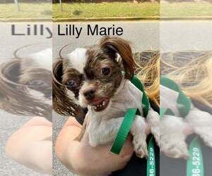 Shih Tzu Dogs for adoption in New York, NY, USA