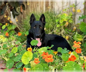 German Shepherd Dog Dogs for adoption in San Diego, CA, USA