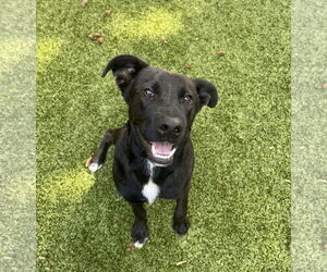 Australian Shepherd-Unknown Mix Dogs for adoption in Hilton Head, SC, USA