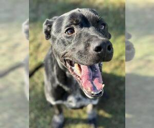 Labrador Retriever-Unknown Mix Dogs for adoption in Louisville, KY, USA