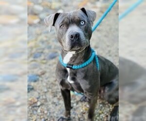 American Pit Bull Terrier Dogs for adoption in Salinas, CA, USA