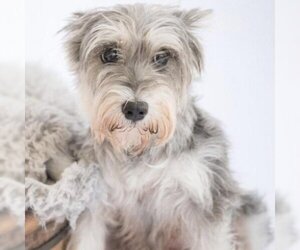 - Mix Dogs for adoption in Cedar Rapids, IA, USA