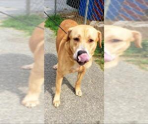 Labrador Retriever Dogs for adoption in Albany, GA, USA