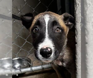 Mutt Dogs for adoption in San Bernardino, CA, USA