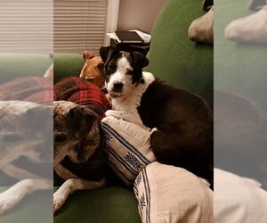 Mutt Dogs for adoption in Candler, NC, USA