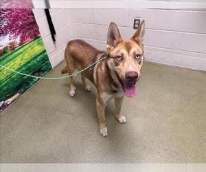 German Shepherd Dog-Siberian Husky Mix Dogs for adoption in Moreno Valley, CA, USA
