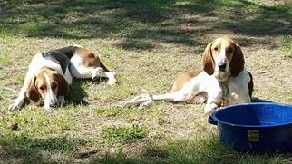 Treeing Walker Coonhound Dogs for adoption in Chandler, AZ, USA