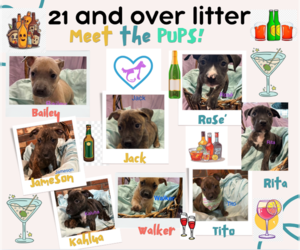 Mutt Dogs for adoption in Jackson Township, NJ, USA