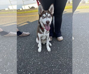 Huskies -Unknown Mix Dogs for adoption in Woodbury, NY, USA