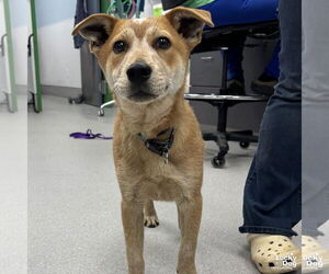 Red Heeler-Unknown Mix Dogs for adoption in Washington, DC, USA