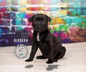 Labrador Retriever-Staffordshire Bull Terrier Mix Dogs for adoption in Omaha, NE, USA