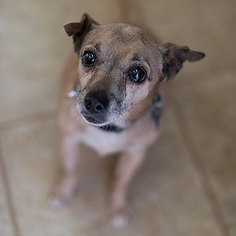 Chihuahua Dogs for adoption in Kanab, UT, USA