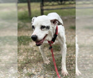 Dalmatian-Unknown Mix Dogs for adoption in Augusta, GA, USA