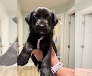 Huskies -Labrador Retriever Mix Dogs for adoption in Holly Springs, NC, USA