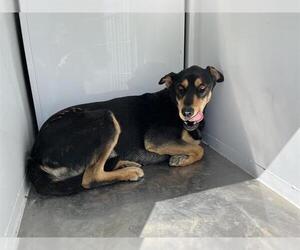 Doberman Pinscher Dogs for adoption in Modesto, CA, USA