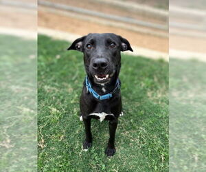 Doberman Pinscher-Labrador Retriever Mix Dogs for adoption in Plano, TX, USA