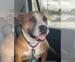 Staffordshire Bull Terrier Dogs for adoption in Newnan, GA, USA