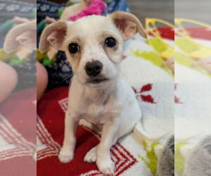 Shih Tzu Dogs for adoption in The Woodlands, TX, USA