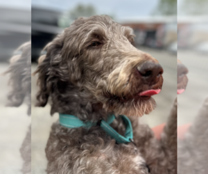 Labradoodle Dogs for adoption in Thomasville, NC, USA