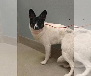 Border Collie-Unknown Mix Dogs for adoption in Las Vegas, NV, USA