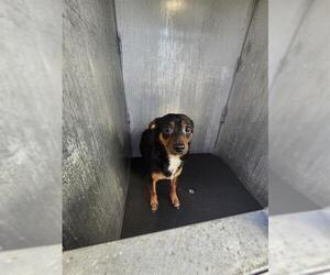 Chihuahua-Unknown Mix Dogs for adoption in San Antonio, TX, USA