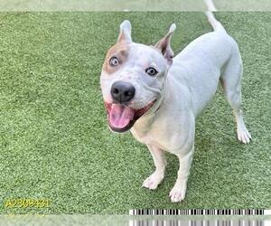 American Pit Bull Terrier Dogs for adoption in West Palm Beach, FL, USA