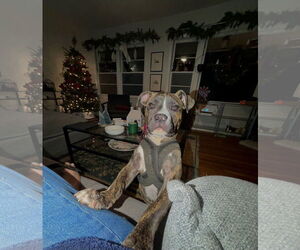 Mutt Dogs for adoption in Mount Pleasant, SC, USA