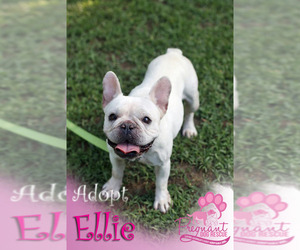 French Bulldog Dogs for adoption in Griffin, GA, USA