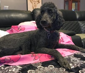 Poodle (Standard) Dogs for adoption in Rockaway, NJ, USA