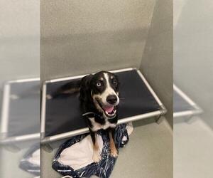 Australian Shepherd-Unknown Mix Dogs for adoption in Lee's Summit, MO, USA